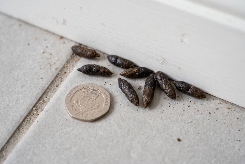 Your Shed Floor May Hide Small Dark Droppings