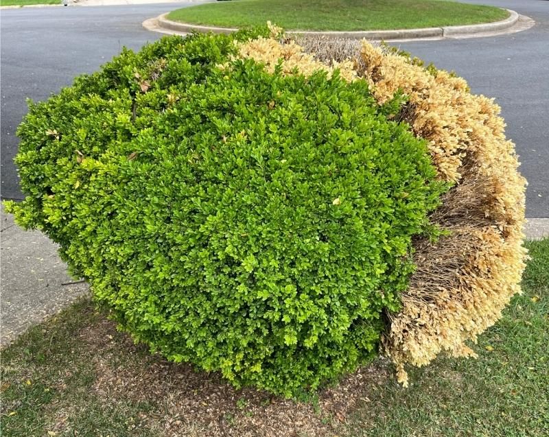 Your Shrubs Are Fighting Dry Winter Air Your Shrubs Are Fighting Dry Winter Air