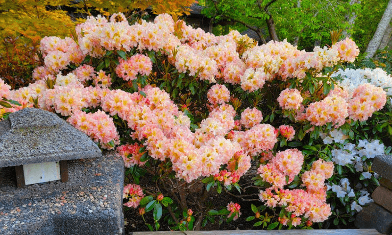 Your Shrubs Could Get A Little Relief Your Shrubs Could Get A Little Relief