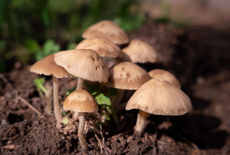 Your Soil Is Quietly Throwing A Feast Underground