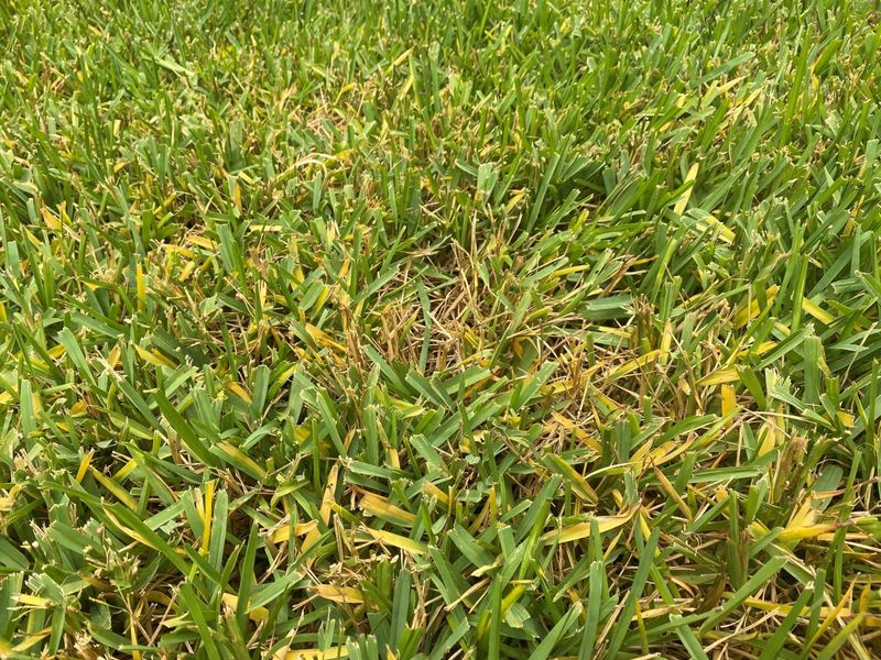Your Soil Is Short On Available Iron