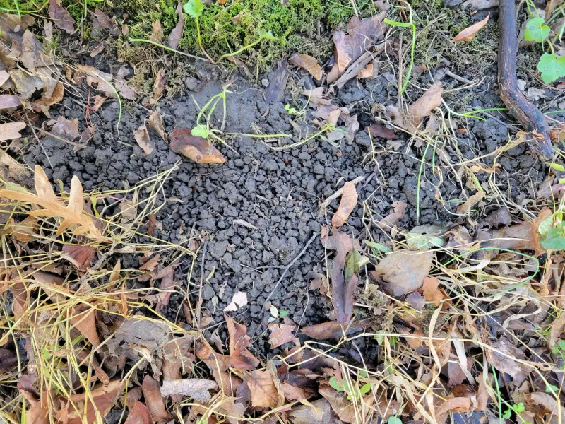 Your Soil Looks Like Dried Coffee Grounds Your Soil Looks Like Dried Coffee Grounds