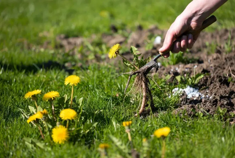 Your Spring Lawn Will Thank You For Acting Now Your Spring Lawn Will Thank You For Acting Now