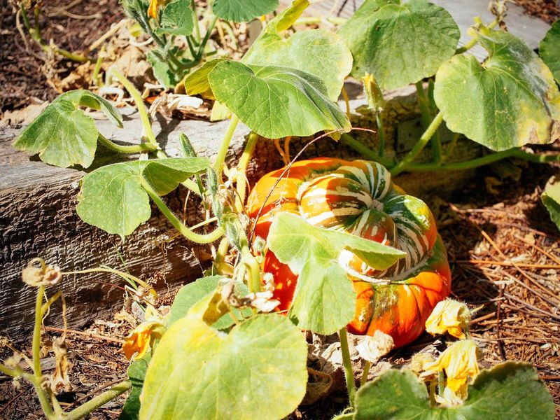 Your Squash Harvest Starts Its Storage Life In The Garden Your Squash Harvest Starts Its Storage Life In The Garden