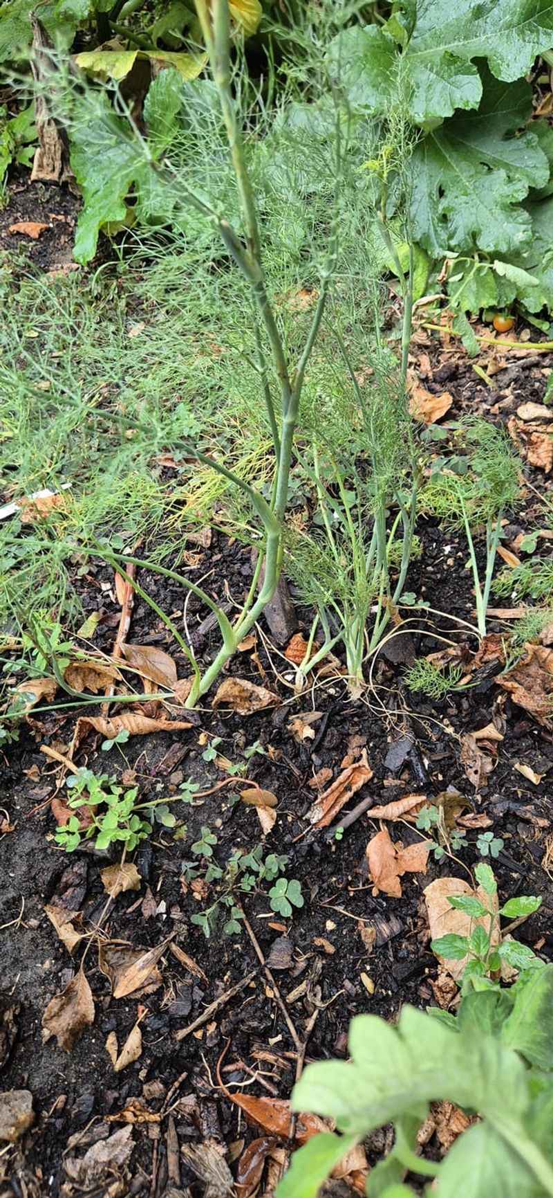 Your Tomatoes Or Beans Struggle Most Near Fennel