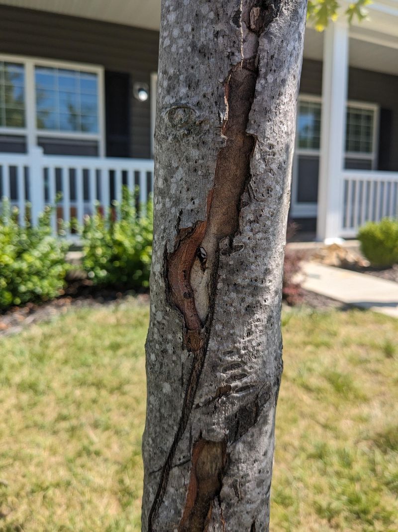 Your Tree Can Bend Back Up But Still Carry Hidden Cracks Your Tree Can Bend Back Up But Still Carry Hidden Cracks