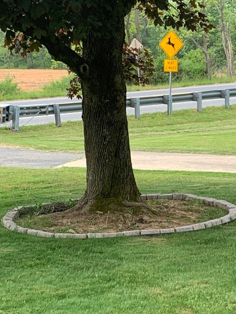 Your Tree Wants A Ring Of Mulch Instead