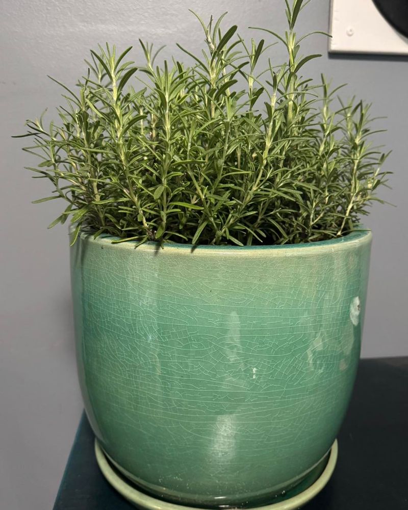 Your Watering Can Needs A Lighter Touch This Season