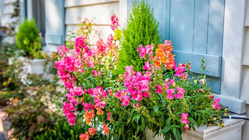 Your Window Boxes Will Love Snapdragons