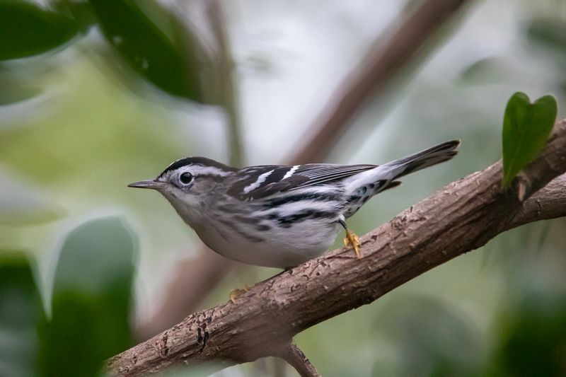Your Yard Can Work As A Stopover Habitat