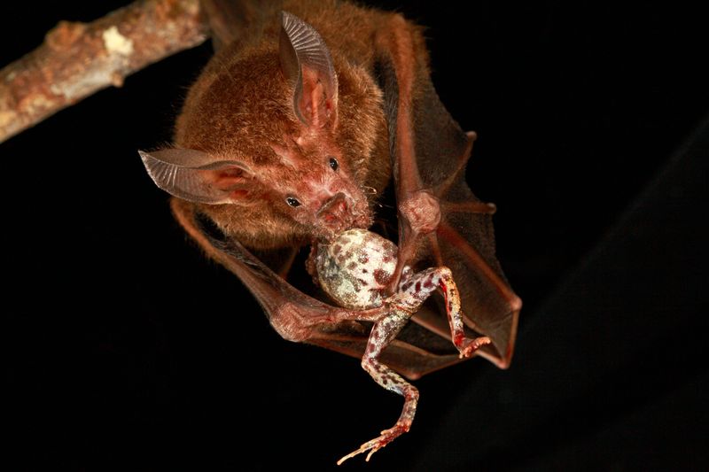 Your Yard Gets Free Pest Control From Them Your Yard Gets Free Pest Control From Them
