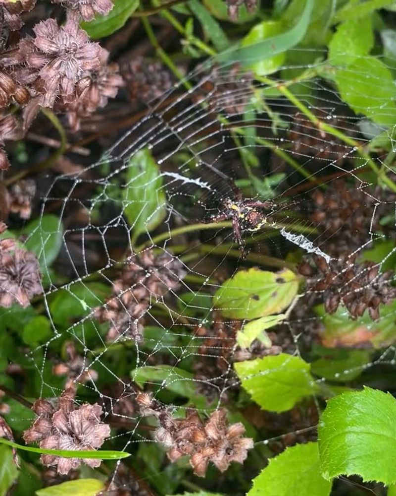 Your Yard Has Plenty Of Insects