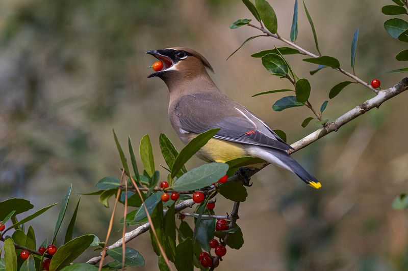 Your Yard Has Ripe Berries