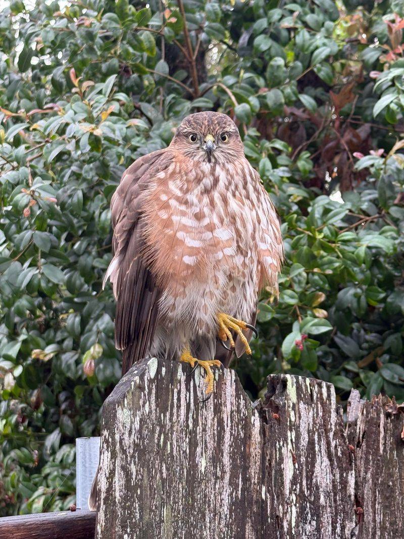 Your Yard Offers A Good Hunting Perch