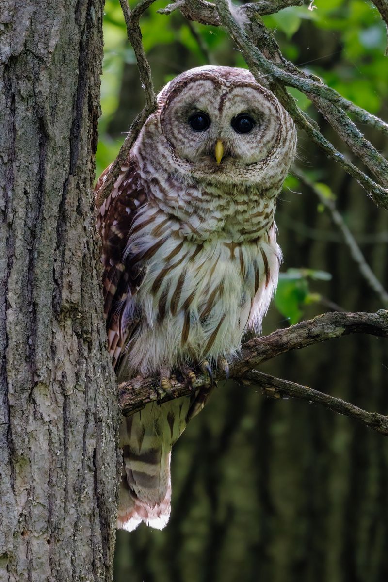Your Yard Offers The Habitat These Owls Crave