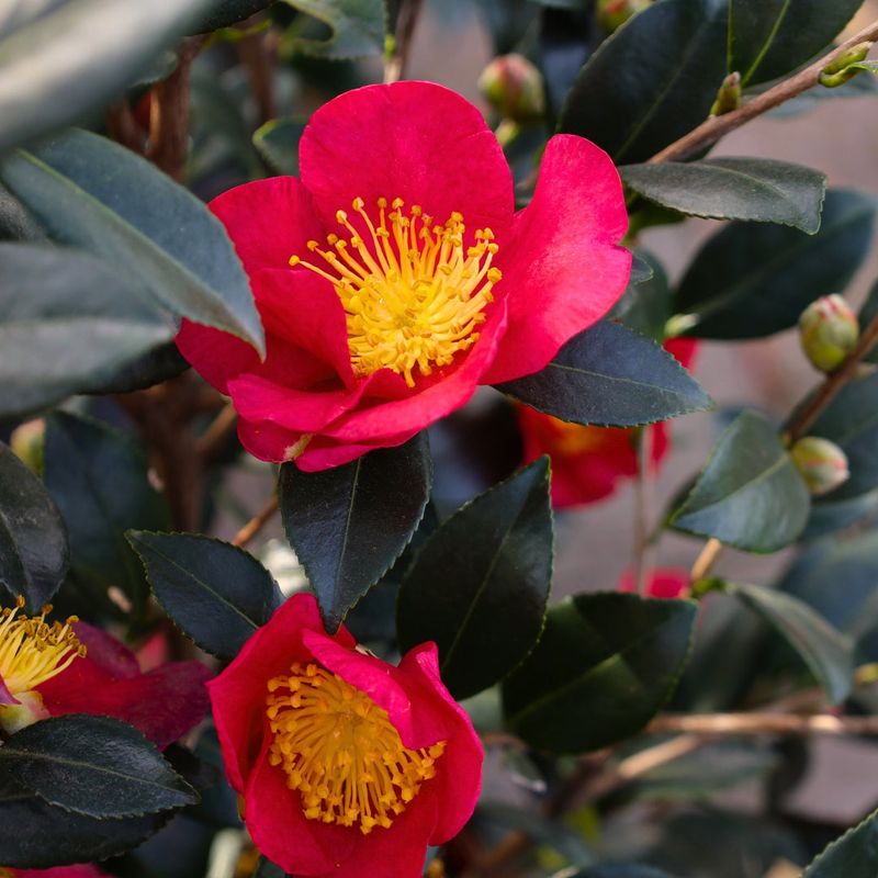Yuletide Camellia Blooms Right On Time Yuletide Camellia Blooms Right On Time
