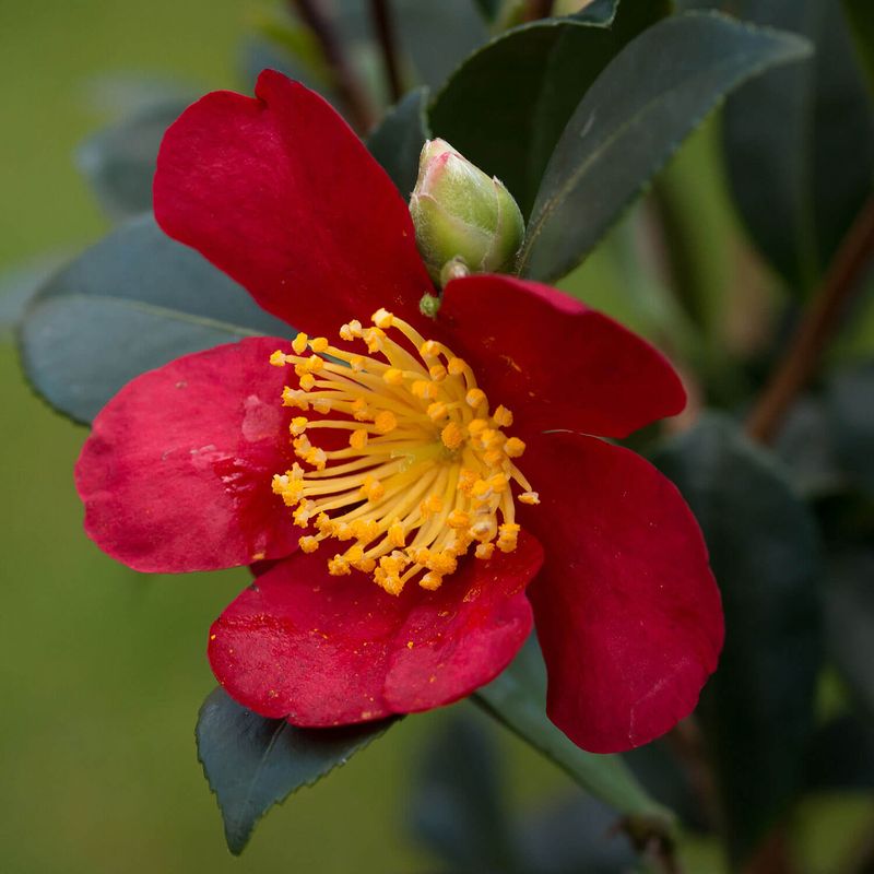 Yuletide Camellia