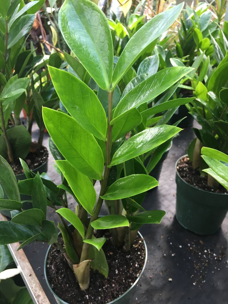 ZZ Plant ZZ Plant