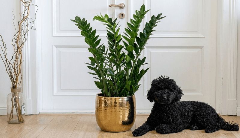 ZZ Plant Is Tough, But Not Pet Friendly ZZ Plant Is Tough, But Not Pet Friendly