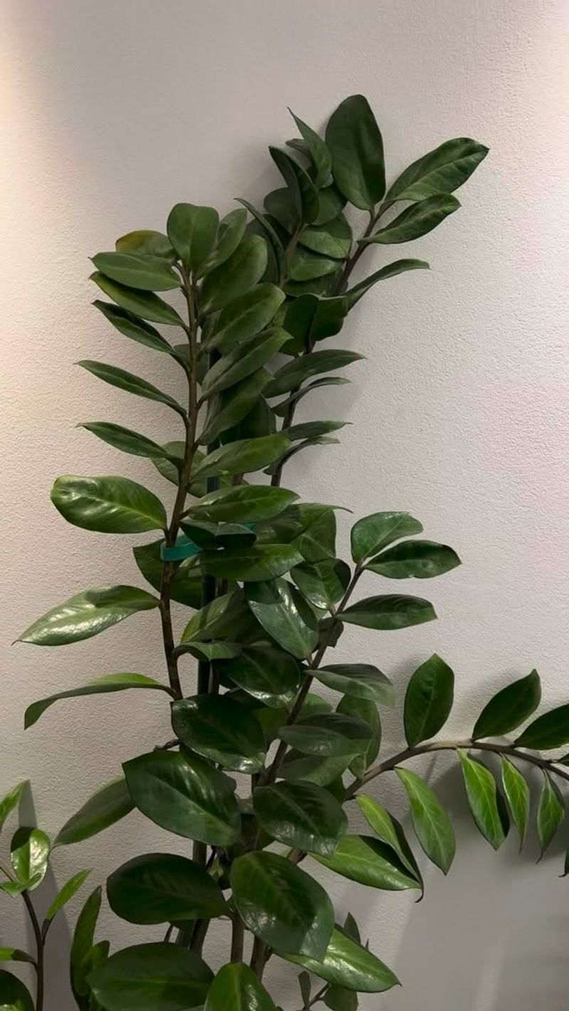ZZ Plant ZZ Plant