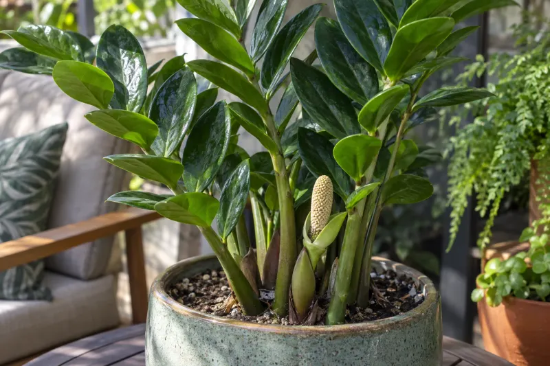 ZZ Plant ZZ Plant