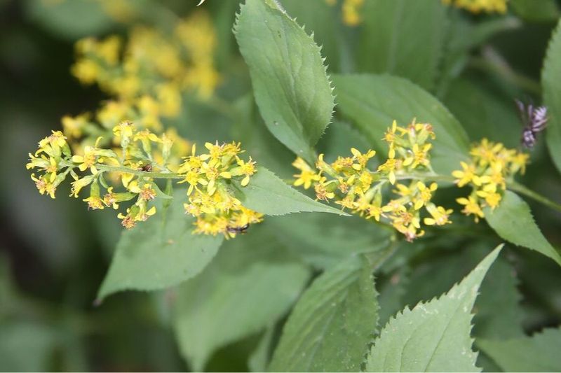 Zigzag Goldenrod Lights Up Shady Fall Gardens