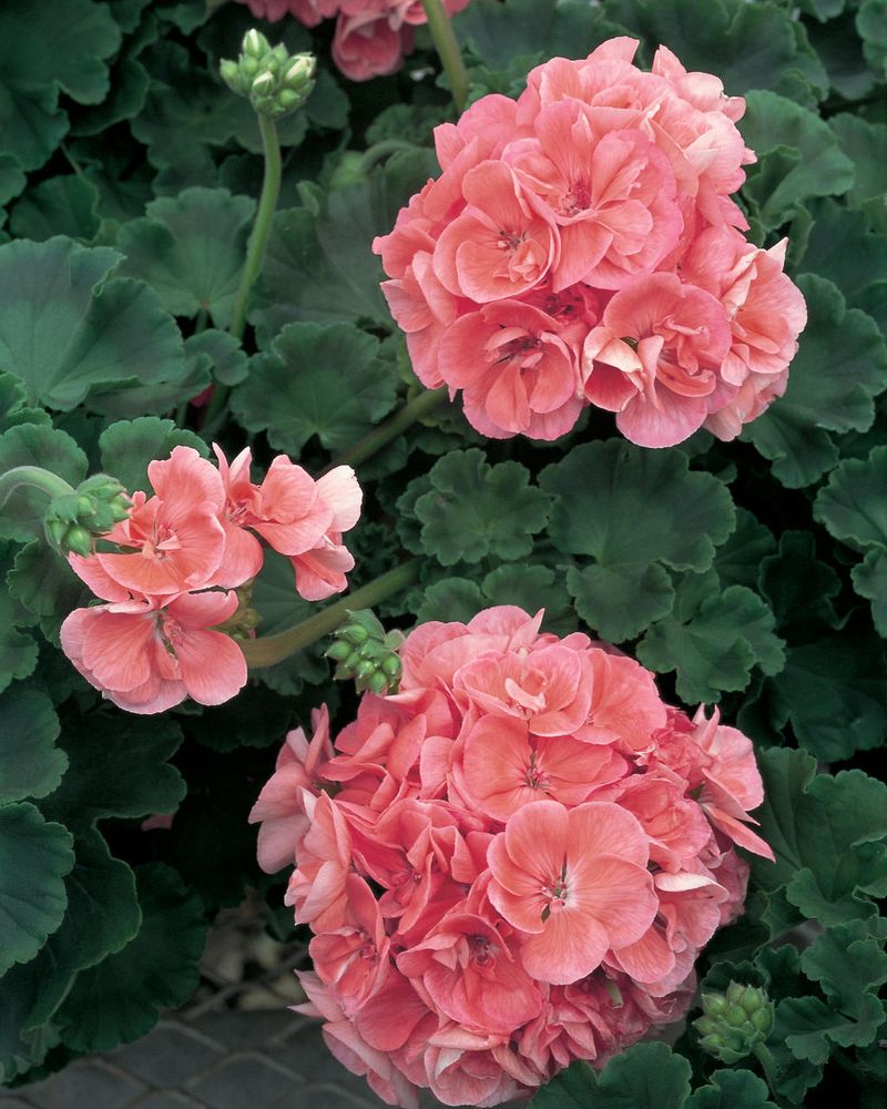 Zonal Geranium