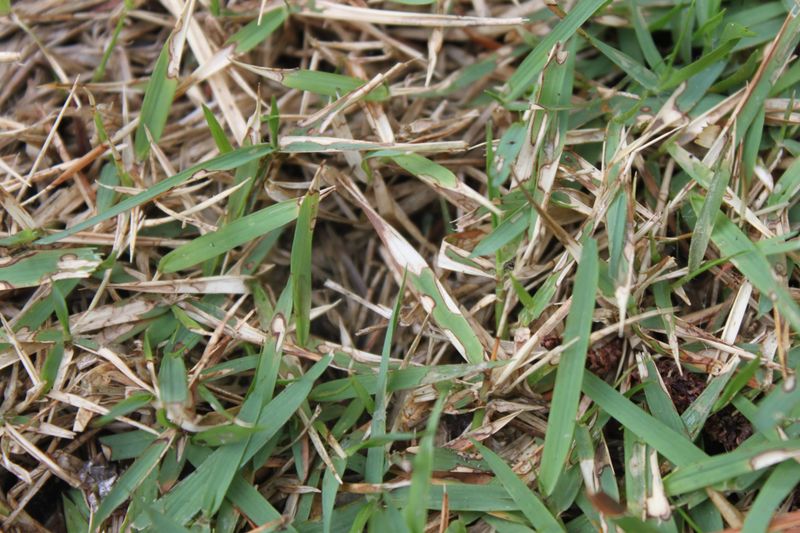 Zoysia, Centipede, And St. Augustine Are Especially Susceptible