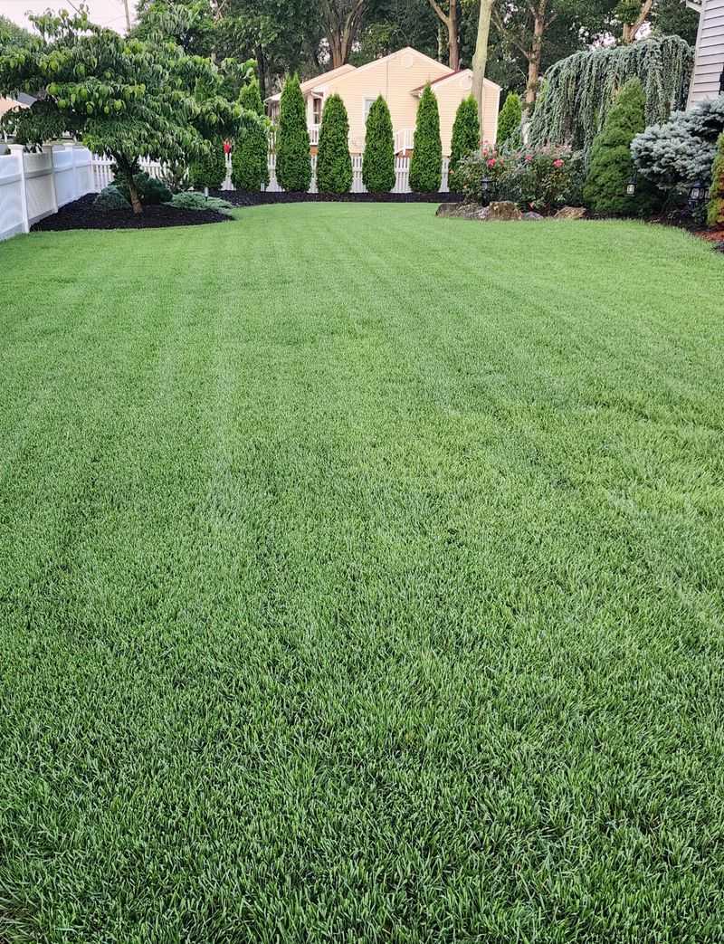 Zoysia Naturally Tolerates Dry Conditions
