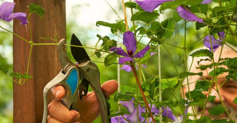 The Fall Clematis Job That Helps Build A Fuller Vine Next Year