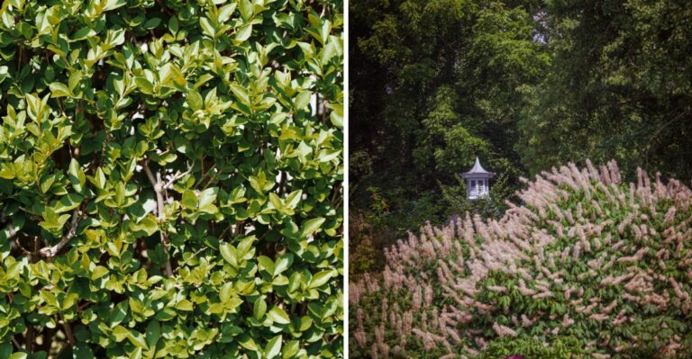 Planning Next Year’s New Jersey Yard? Choose Native Pinelands Plants