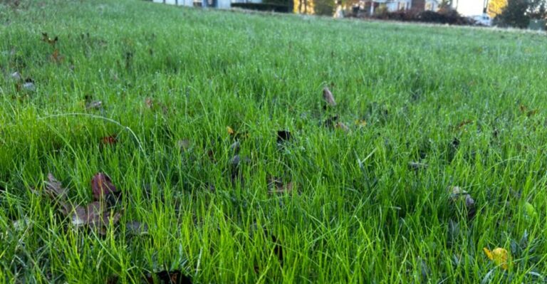 Is It Too Late To Overseed Your New York Lawn In Mid-October?