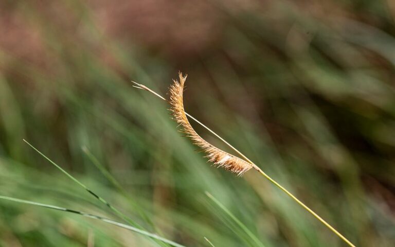 These Soft Desert Grasses Make Your Arizona Cactus Garden Look Twice As Lush