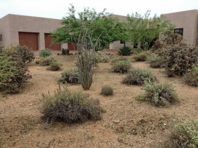 The Arizona Plants That Keep Roof Rats From Climbing Into Your Attic This Winter