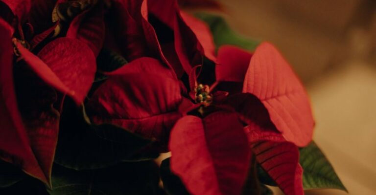 The Darkness Trick That Turns Last Year’s North Carolina Poinsettia Red Again