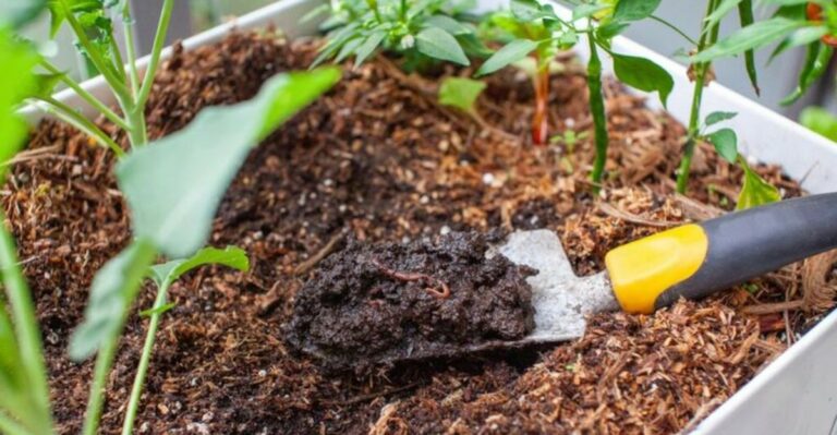 Georgia Gardeners Can Skip The Tiller And Prep Fall Beds This Way