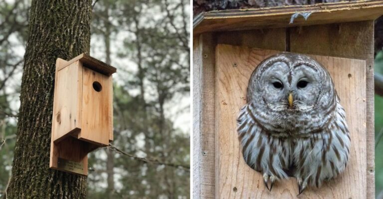 Where And When To Hang An Owl Box In Your Texas Yard