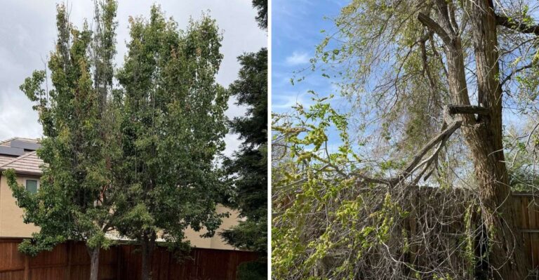 What California Law Actually Says About A Neighbor’s Tree Blocking Your Light
