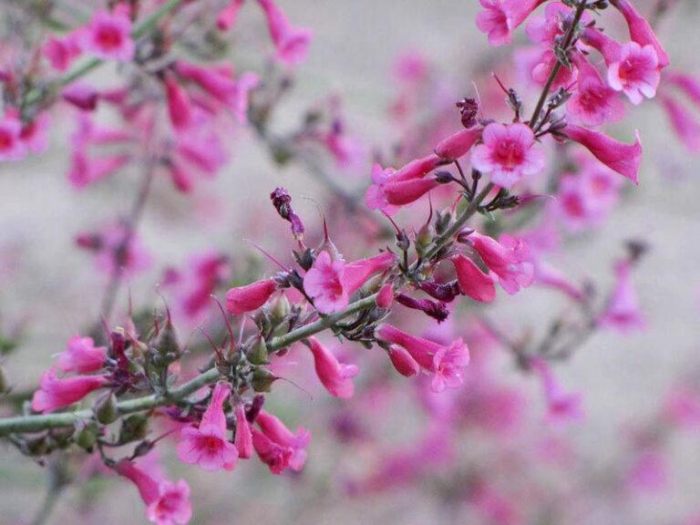 10 Native Shrubs To Plant In Arizona Now So Hummingbirds Feed In Your Yard All Winter