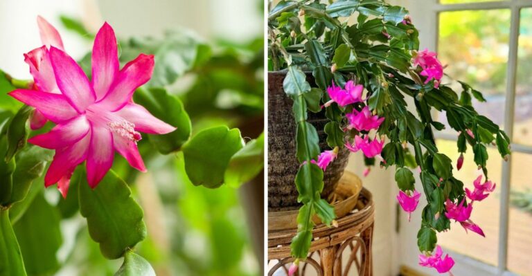 How New York Gardeners Can Get Their Christmas Cactus To Bloom Twice A Year