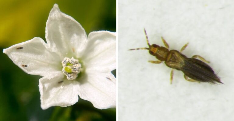 This Invasive Thrips Is Spreading Across Texas Gardens Faster Than Expected