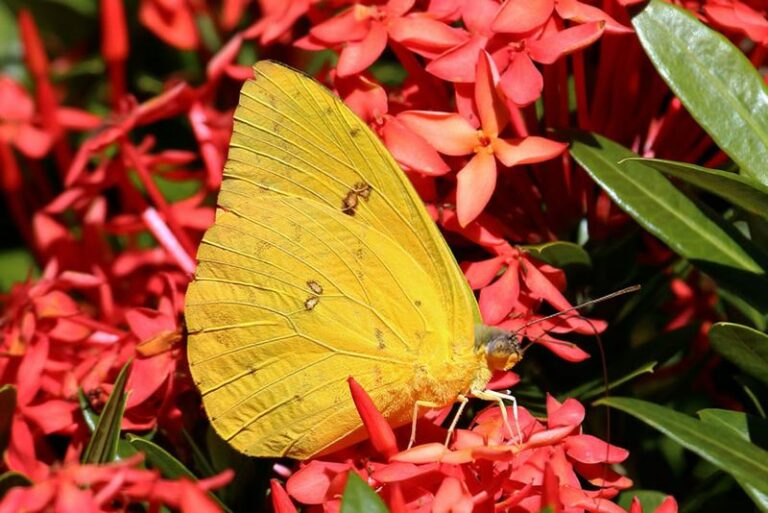 Why Arizona Yards Suddenly Fill With Clouds Of Yellow Butterflies Every October