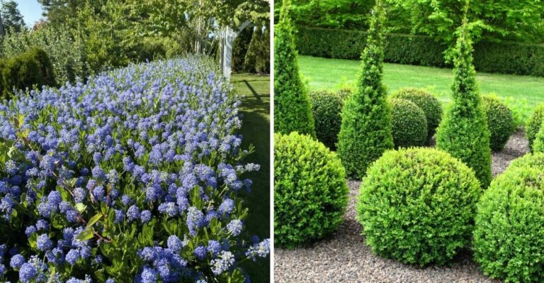 The Difference Between A California Native Hedge And An Ornamental One