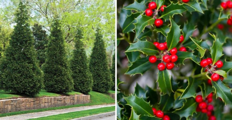 Native Texas Trees To Plant Instead Of Podocarpus For Privacy