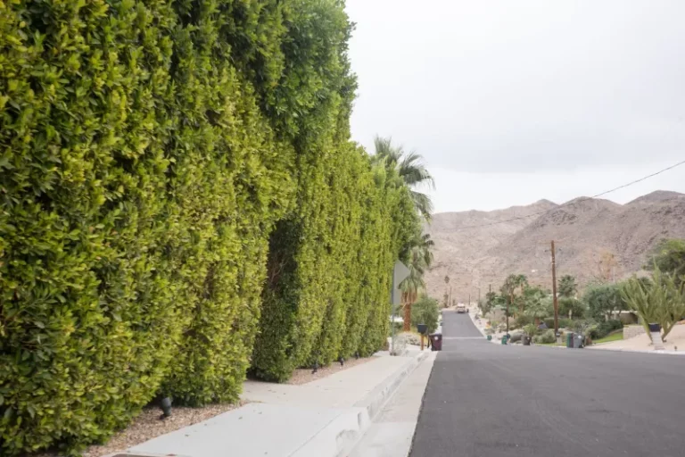 The Frost-Tender Plants Arizona Gardeners Lose Every Winter Without Realizing It