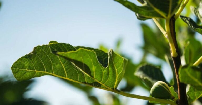 The Fig Harvest Is Closing In Missouri But One Thing Left On The Branches Is Worth Picking