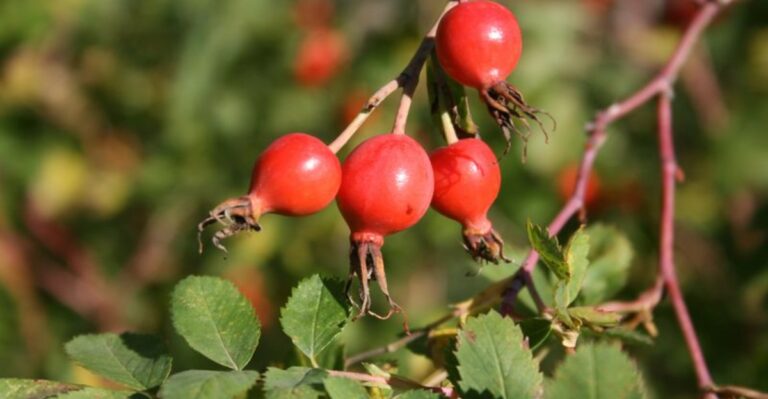 How Ohio Gardeners Use Rose Hips After Frost Sweetens Them