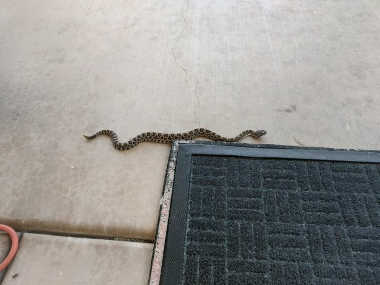 Arizona Residents Should Know Exactly What To Do If A Rattlesnake Coils Up By The Back Door
