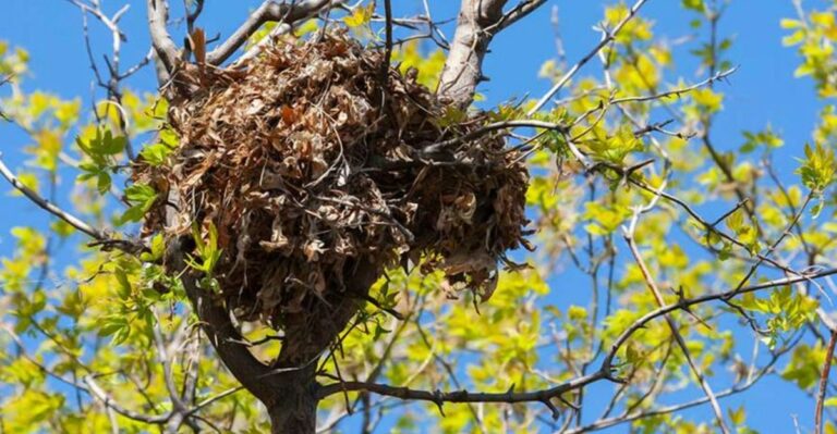 That Bird Nest In Your Missouri Tree Might Be Something Else Entirely