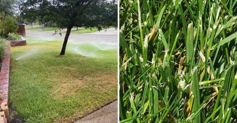 What Those Random Yellow Patches In Your California Lawn Could Be Telling You